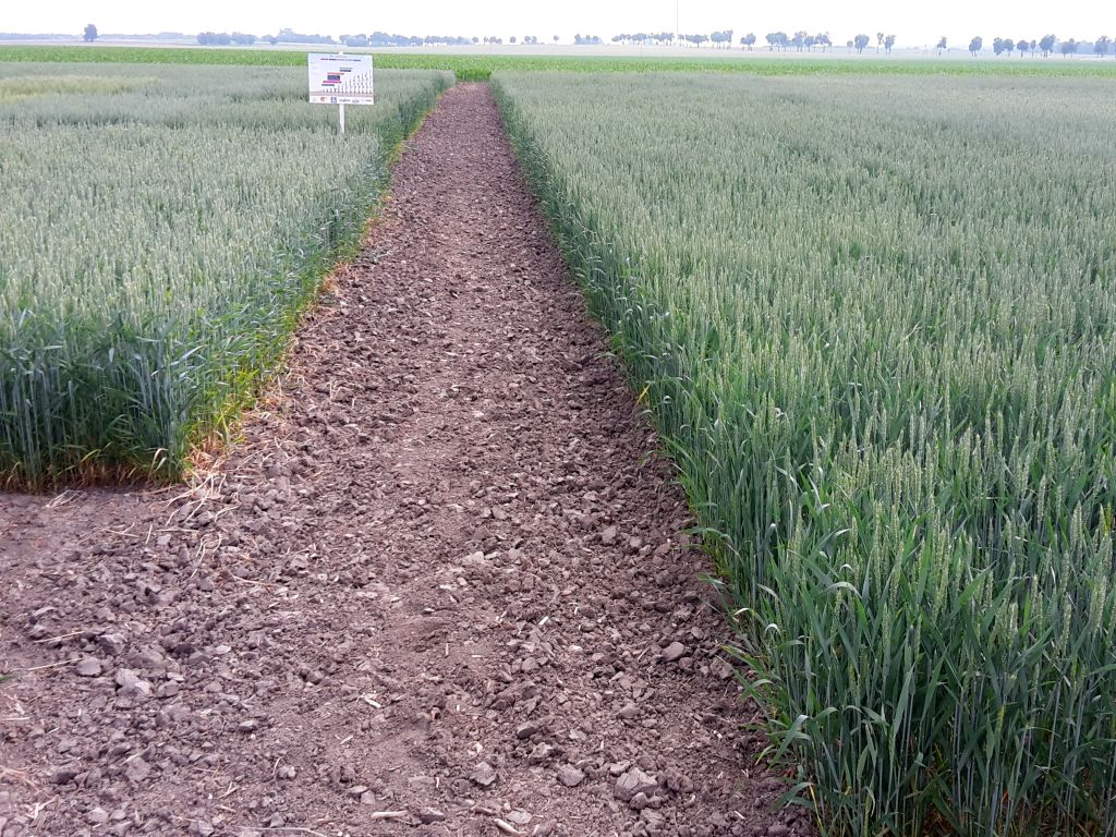 kowr, spółka, akcje, inwestycje, agri-tech, uprawa, technologie