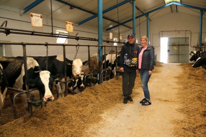 zasuszenie krów, choroby metaboliczne, start w laktację, produkcja mleka