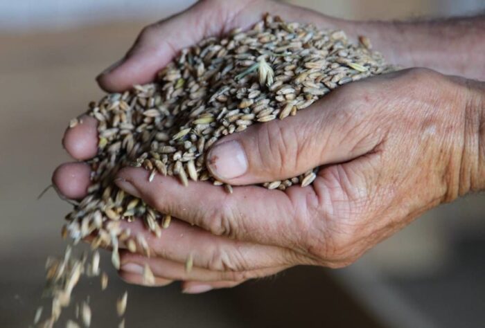 izba zbożowo-paszowa, iz-p, zboże, ziarno