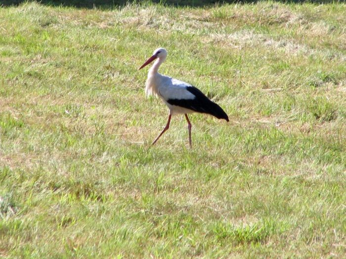 badanie, naukowcy, bociany, migracje