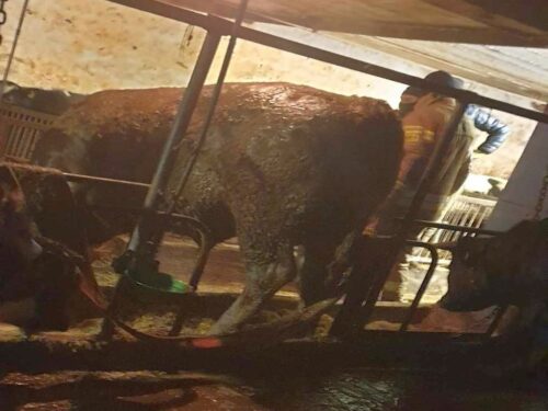 byk, szambo, osp, psp