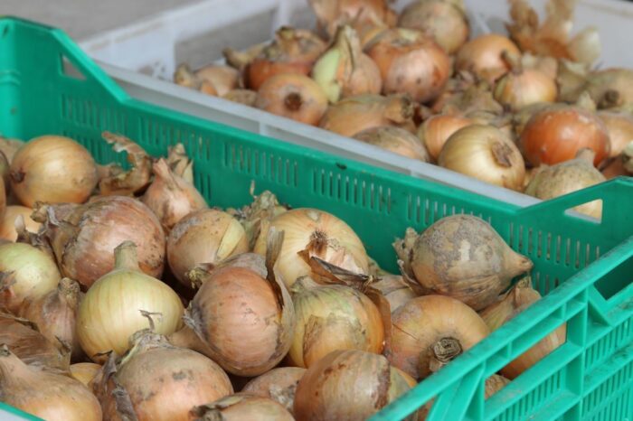 naukowcy, badanie, pan, żywność