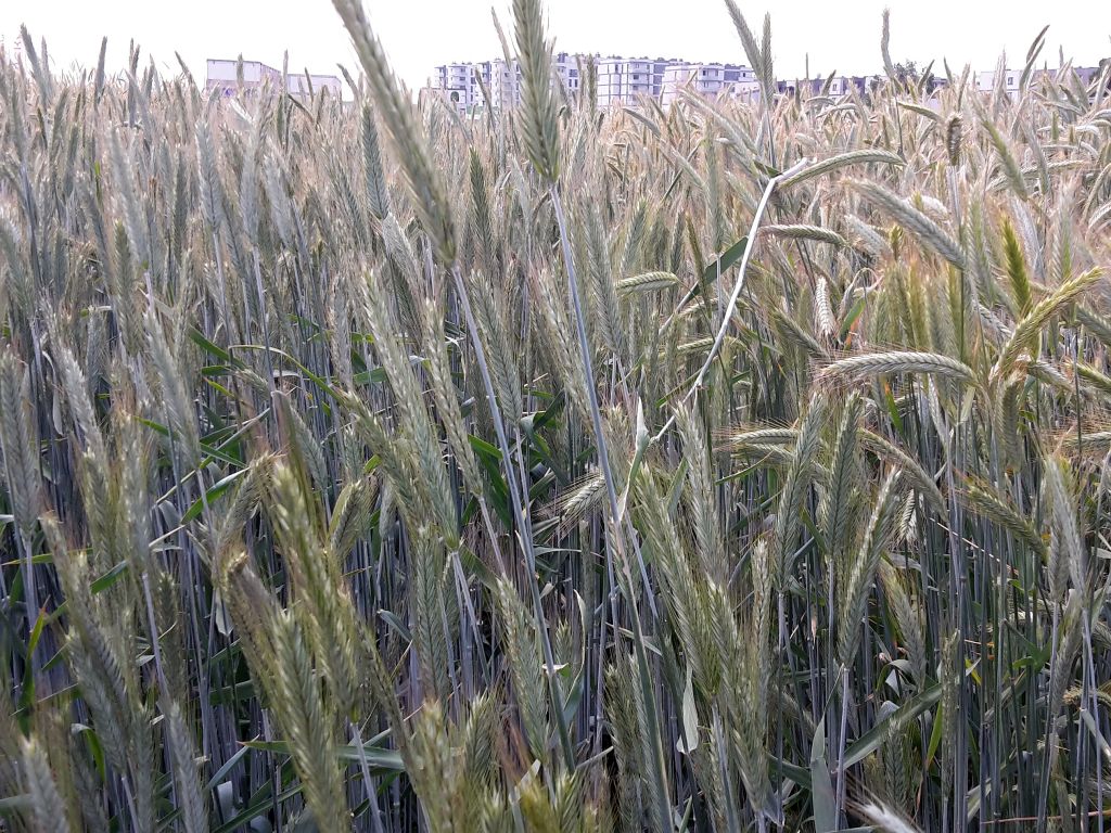 gus, produkty rolne, płody rolne, ceny