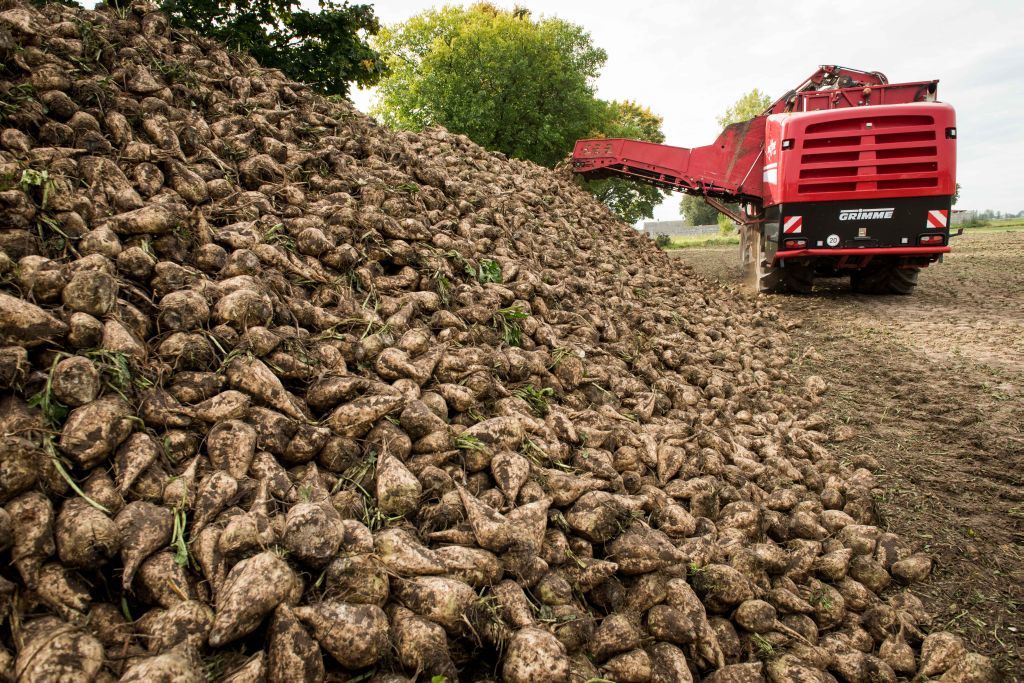 krajowa grupa spożywcza, cukier, produkcja cukru, buraki cukrowe