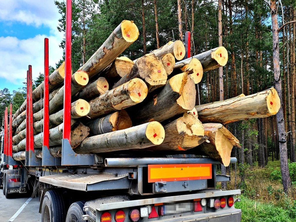 pis, resort klimatu, lasy, wycinka