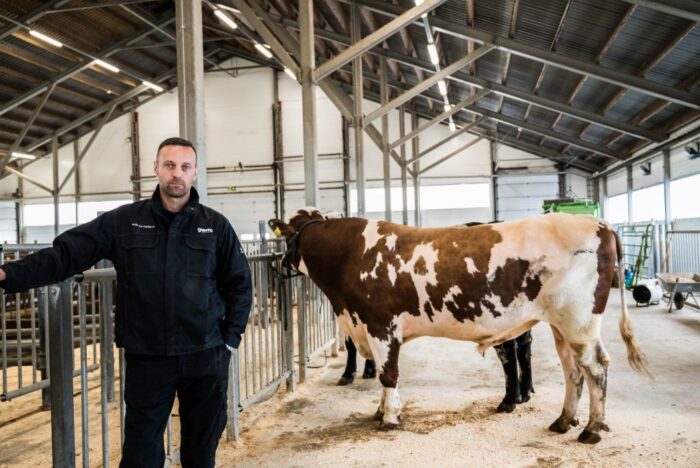 Geno Polska, Geno, bydło mleczne, rasa norweska czerwona, Piotr Pamulski, krzyżowanie bydła, krowy mleczne, Norwegia