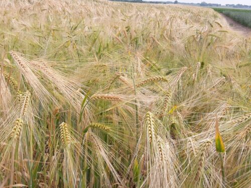 naukowcy, badanie, jęczmień, prąd