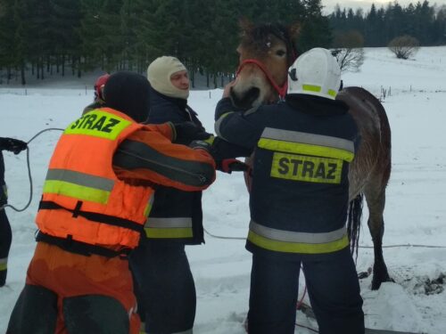 psp, koń, klacz, staw