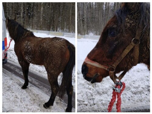 kpp augustów, koń, ucieczka, pastwisko