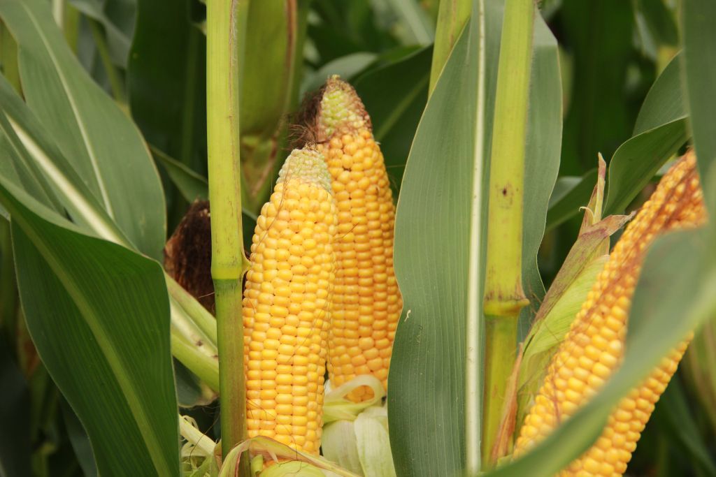 iz-p, rynek zbóż, skup zbóż, ceny zbóż, kukurydza