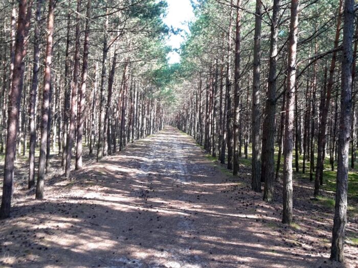 projekty, badania, lasy, drewno