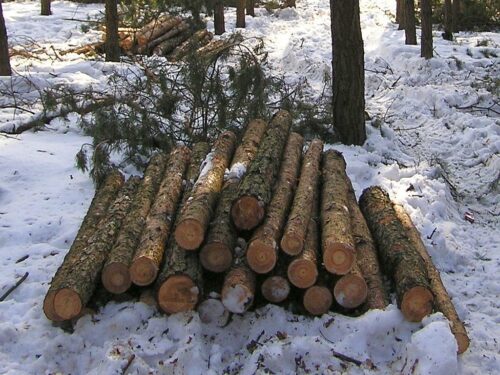 dorożała, lasy, lasy państwowe, wycinka, gospodarka leśna