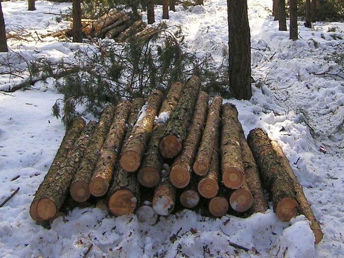 dorożała, lasy, lasy państwowe, wycinka, gospodarka leśna