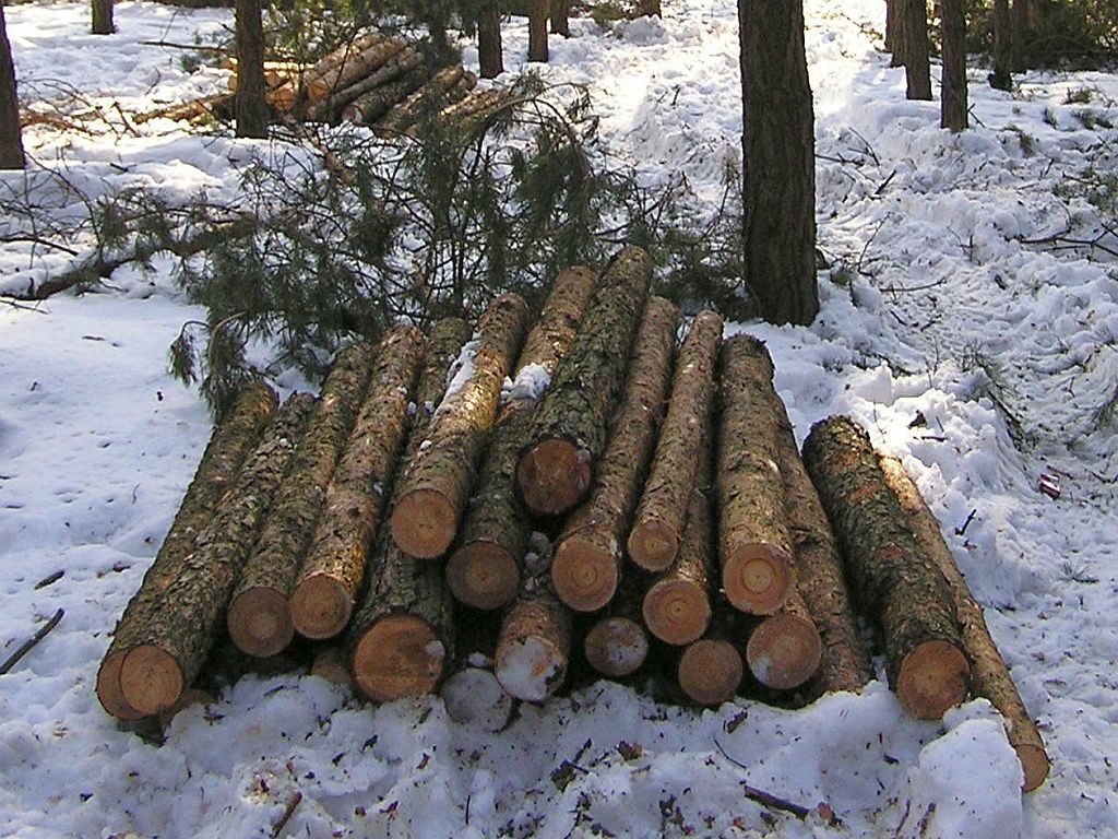 dorożała, lasy, lasy państwowe, wycinka, gospodarka leśna