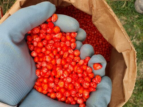 piorin, inspekcja, materiał siewny, nasiona