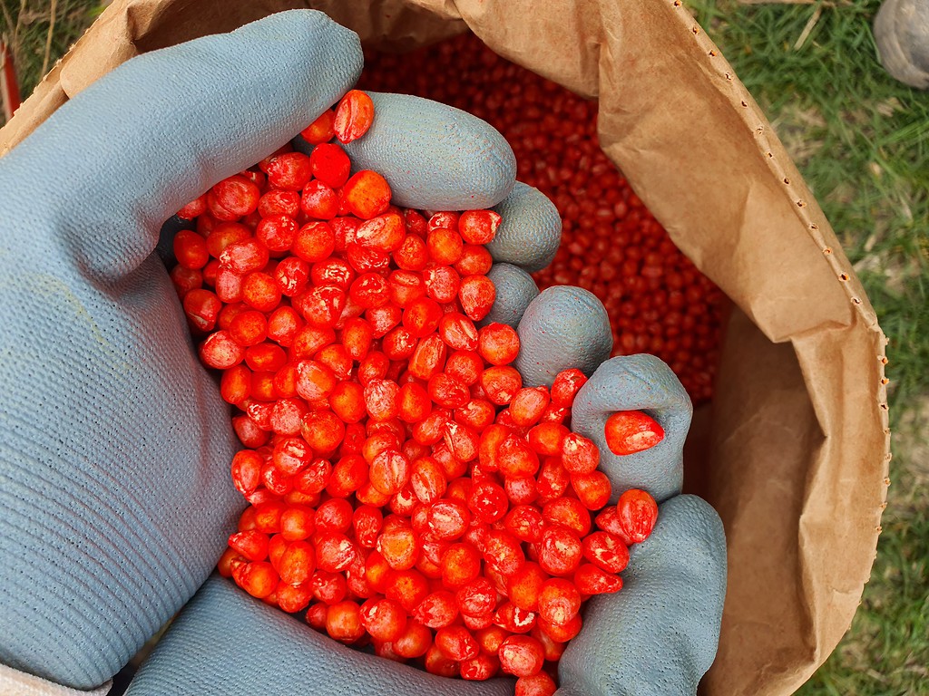 piorin, inspekcja, materiał siewny, nasiona