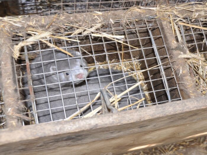 projekt ustawy, zakaz hodowli, zwierzęta futerkowe, hodowla na futra