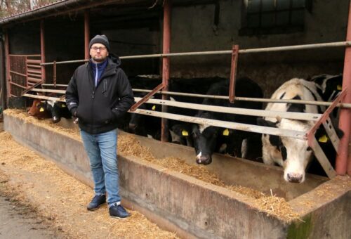 opas bydła, wolce, kastracja buhajków, produkcja wołowiny, grupa producentów,