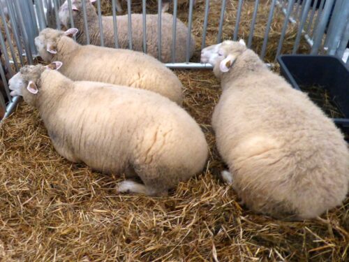 kirigistan, owce, piorun, burza