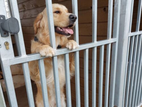 korea południowa, parlament, prawo, przepisy, psy