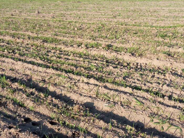 badanie, uł, kawior, kawior molekularny