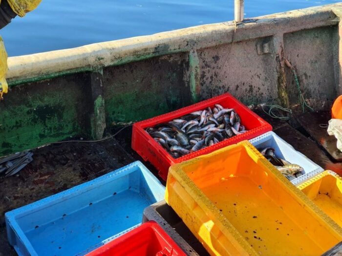 ke, połowy, ryby, morze bałtyckie