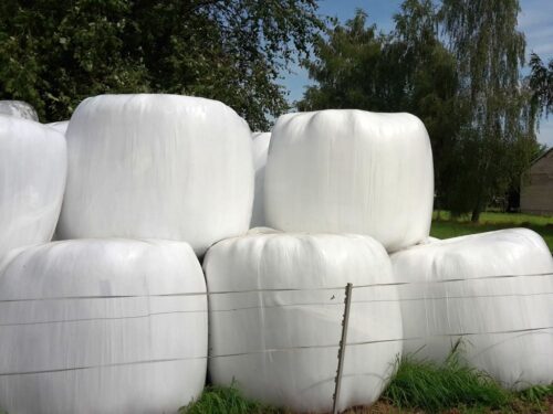 kpp kolno, oszustwo, sianokiszonka, bele