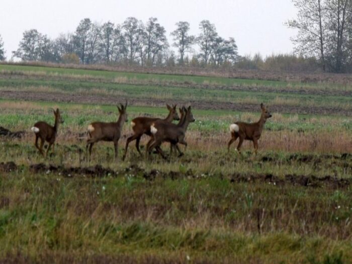 izby rolnicze, samorząd rolniczy, szkody łowieckie, odszkodowania