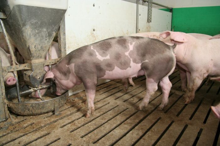 groch, żywienie tuczników, tucz świń, Wipasz, mączka rybna, soja, Hoduj z Głową Świnie, tuczniki