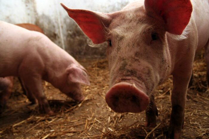 tuczniki, ceny skupu, eksport wieprzowiny, trzoda chlewna