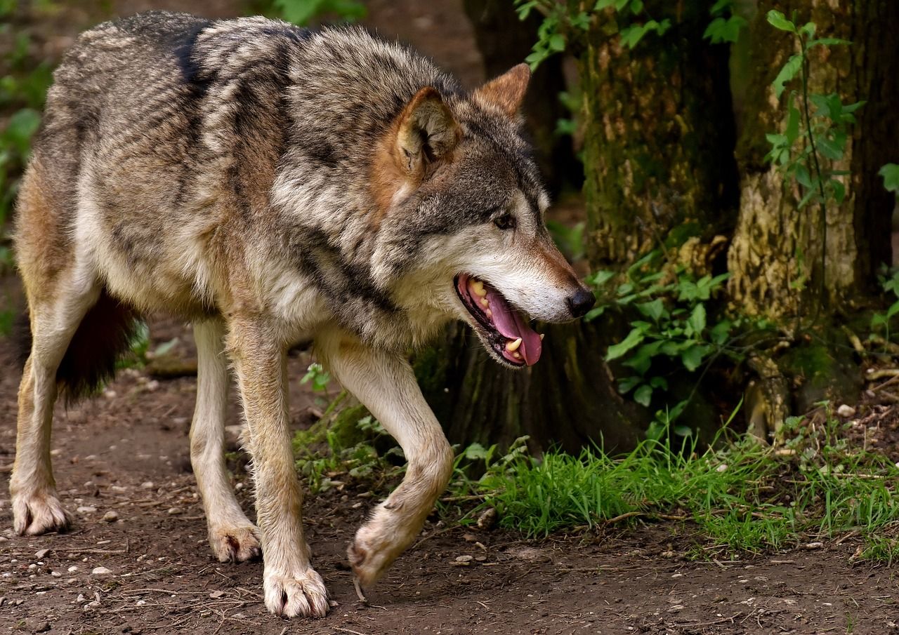 wilki, zwierzęta, pastwisko, bydło mięsne, bydło mleczne, odszkodowania dla rolników, pastuch elektryczny, pastwisko