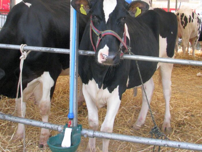 krowy, szczepionka dla krów, metan, ochrona klimatu