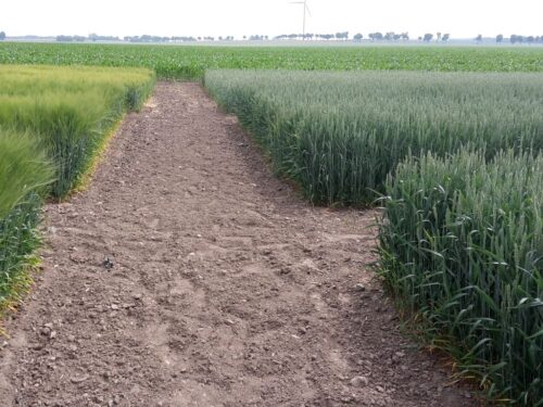 ngt, nowe techniki genomowe, uprawa, organizacje rolnicze