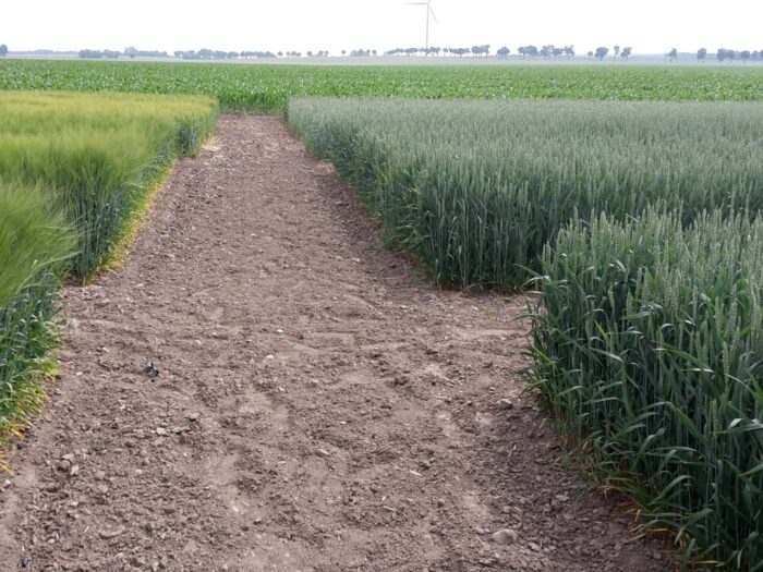 ngt, nowe techniki genomowe, uprawa, organizacje rolnicze