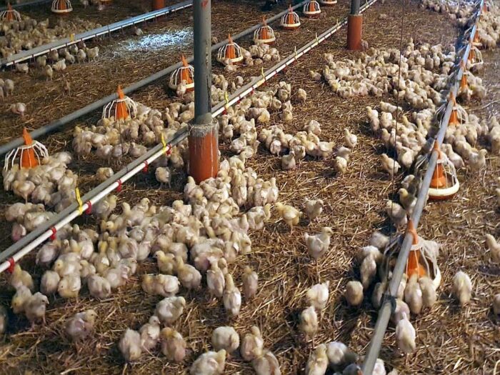 izby rolnicze, minister rolnictwa, kontrole, inspekcje, wirus