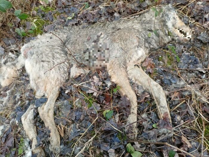 park krajobrazowy, wilk, wilczyca, zastrzelona wilczyca