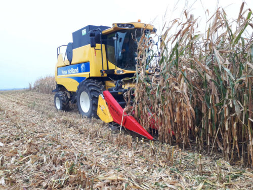 kukurydza, kombajn, Sahryń