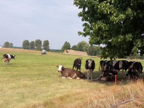 krir, izby rolnicze, irzplus, hodowcy, hodowla zwierząt