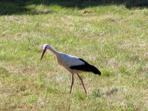 bocian, bociany, populacja, gniazda bocianów