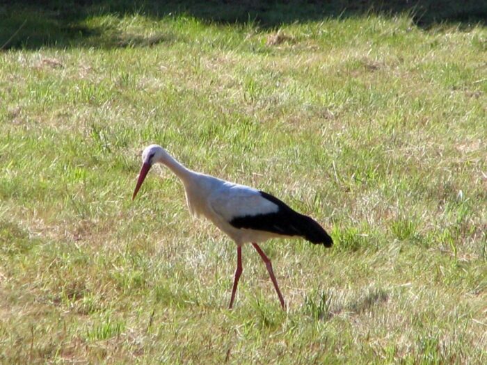 bocian, bociany, populacja, gniazda bocianów