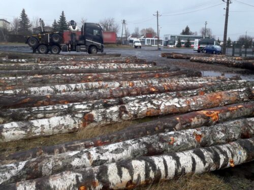 branża drzewna, drewno, przetwórstwo drzewne, wycinka