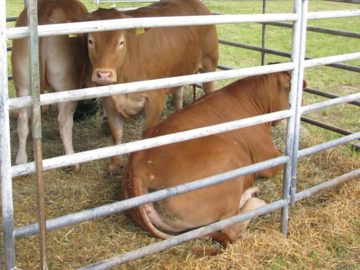 dania, podatek, co2, emisje co2, rolnictwo