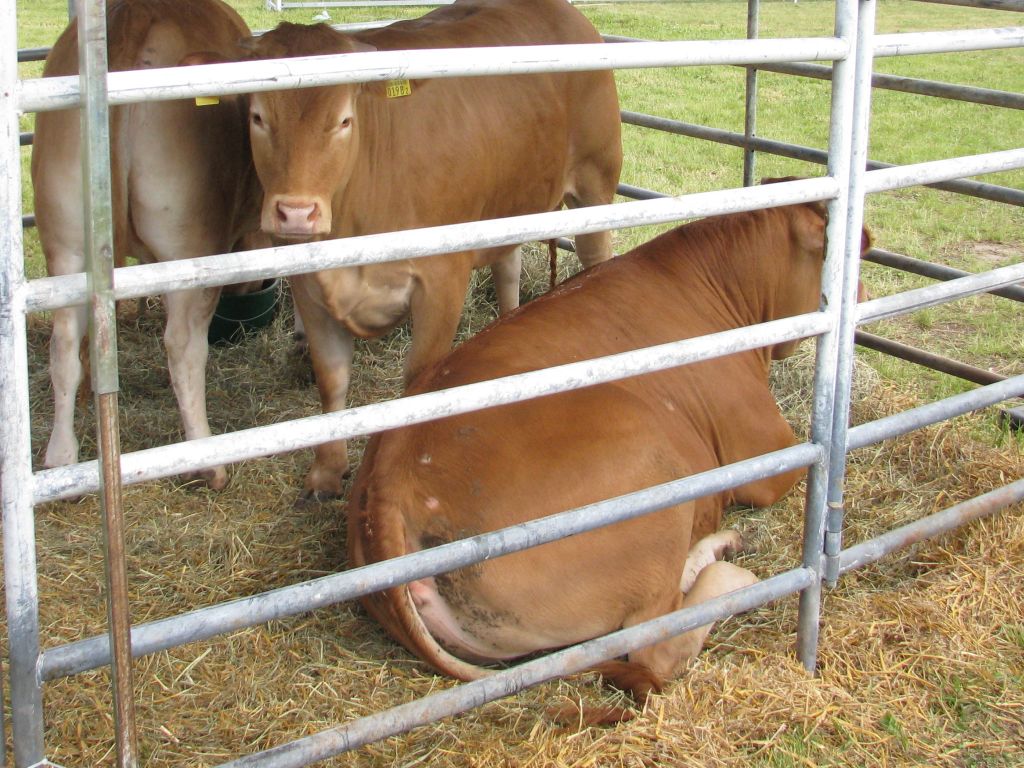 dania, podatek, co2, emisje co2, rolnictwo