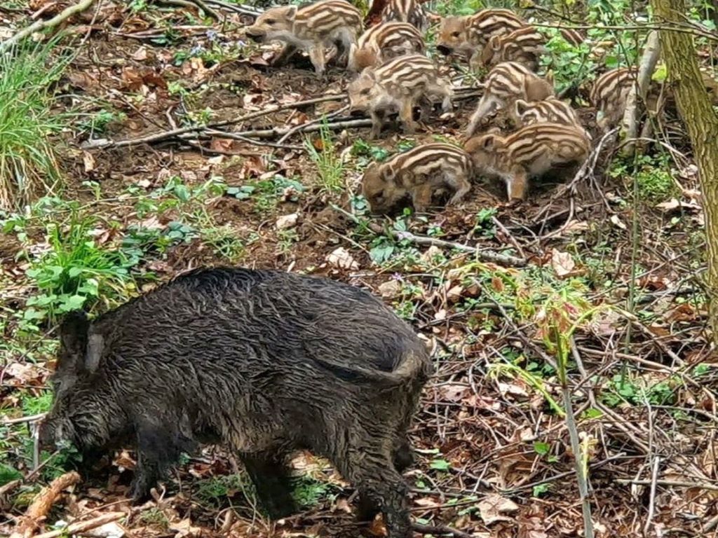 europa, niemcy, austria, dziki, promieniowanie, próby jądrowe, broń jądrowa