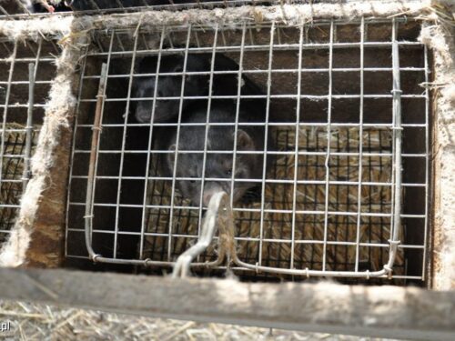 wiceminister rolnictwa, kołodziejczak, hodowla na futra, zwierzęta futerkowe