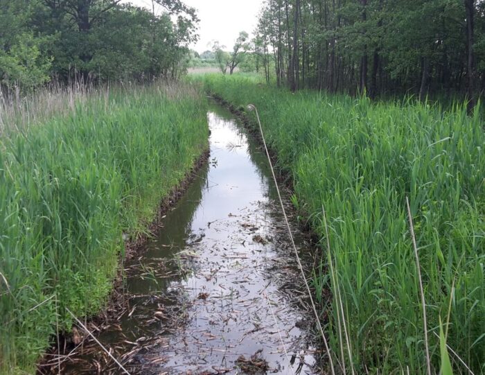 europoseł, halicki, po-psl, parlament europejski, odtwarzanie przyrody