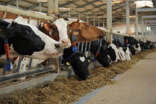 Hoduj z Głową Bydło, bydło mleczne, bydło mięsne, opasy, cielęta, krowy, hodowcy bydła, bydło białogrzbiete