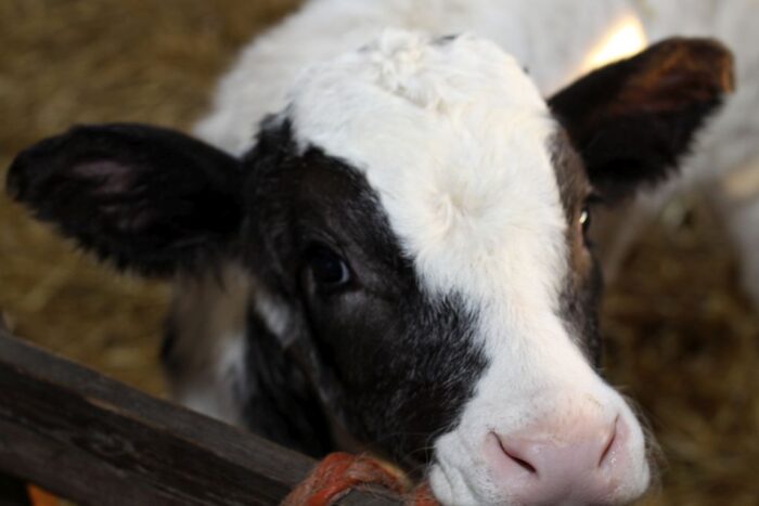 AHV, ReaQt Liquid, cielęta, infekcje bakteryje, układ oddechowy, pępek,  układ odpornościowy, witaminy z grupy B