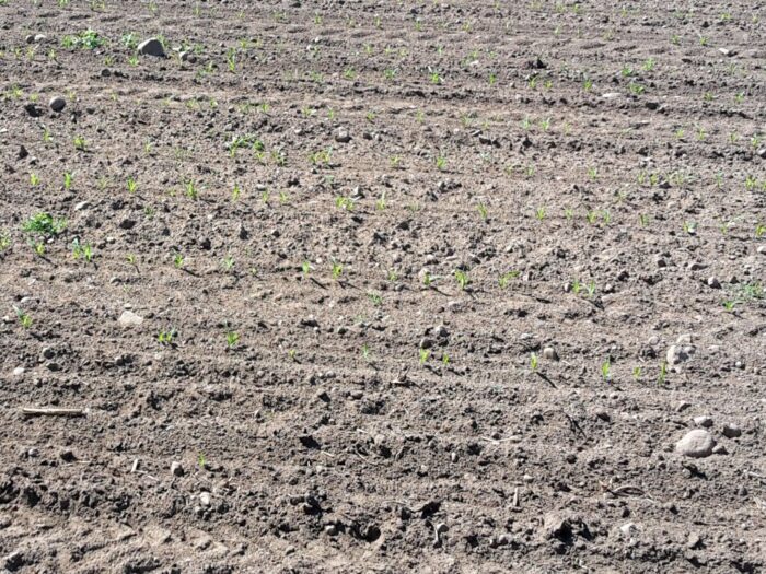 samorząd rolniczy, uprawa, pola, kamienie