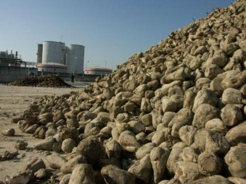 krajowa grupa spożywcza, nabór, zarząd, członek zarządu